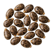 Castor Seeds