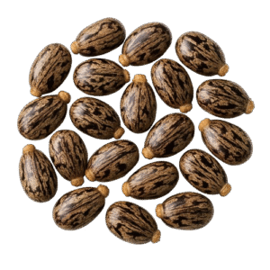 Castor Seeds