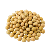 Pigeon Pea