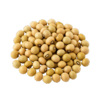 Pigeon Pea