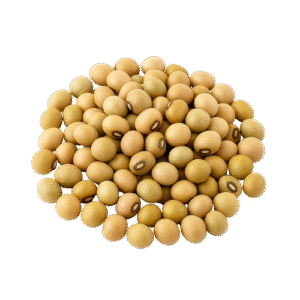 Pigeon Pea