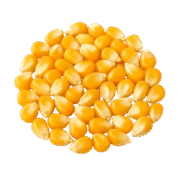 Yellow Corn Maize