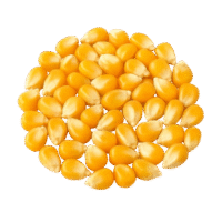 Yellow Corn Maize