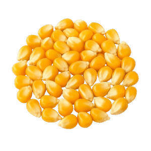 Yellow Corn Maize